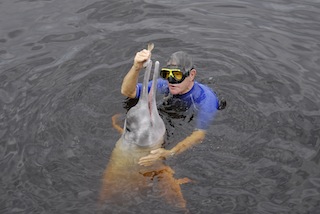 Krov feeding an Amazon DolphinButusm